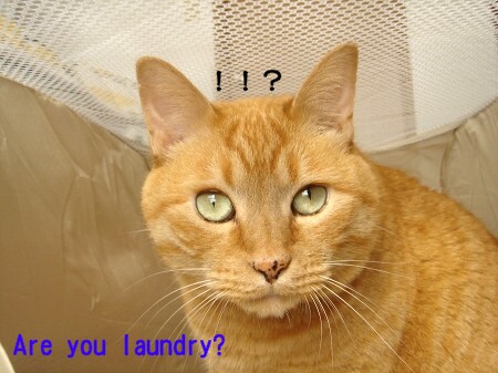 laundry？ (11)