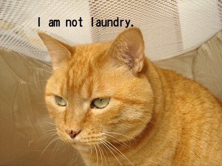 laundry？ (12)