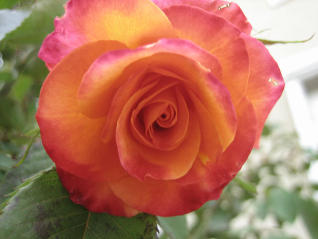グラナダ 薔薇
