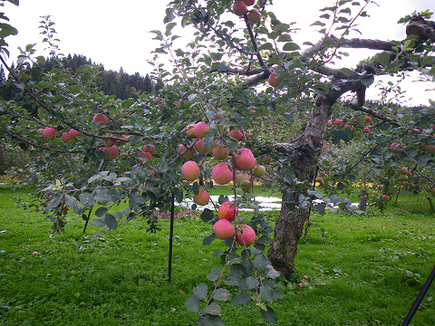 青森のリンゴ
