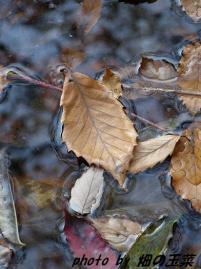 池に浮かぶ落ち葉