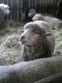 小岩井農場・羊