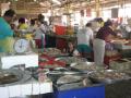 pulau tikus's market