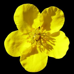 182876_yellow_flower.jpg