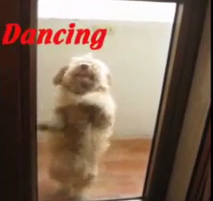 踊る犬