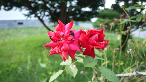 赤色の花