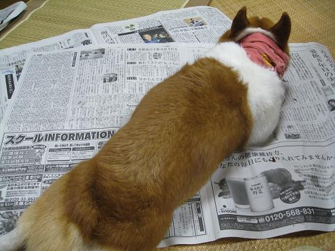 新聞の上で寝る