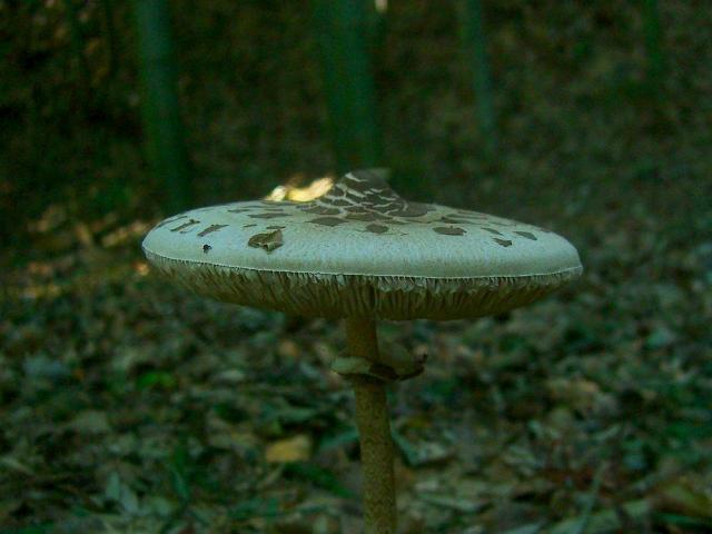 カラカサタケ：クリックして大きな画像でご覧ください